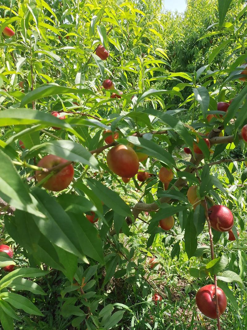 精品露地油桃，油桃大量上市，量大优惠，视频看货