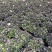 杜鹃花桃红冠幅25公分左右基地直销一件起批量大更优惠