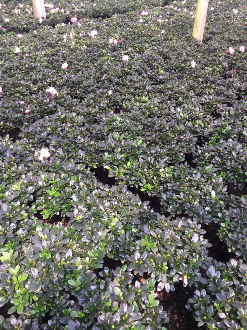 杜鹃花桃红冠幅25公分左右基地直销一件起批量大更优惠