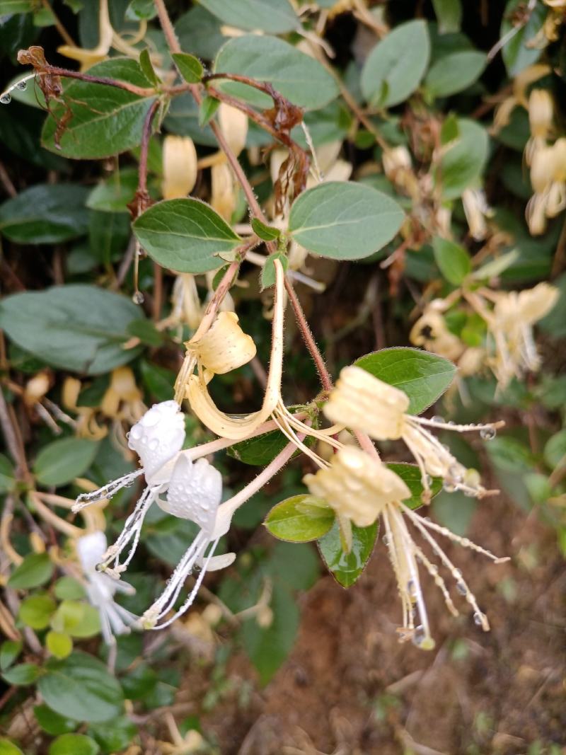 （包邮）金银花，贵州毕节山地野生，人工精心选摘，无叶无梗
