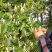 （包邮）金银花，贵州毕节山地野生，人工精心选摘，无叶无梗