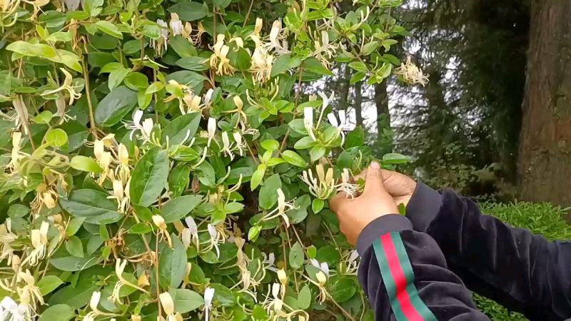 （包邮）金银花，贵州毕节山地野生，人工精心选摘，无叶无梗