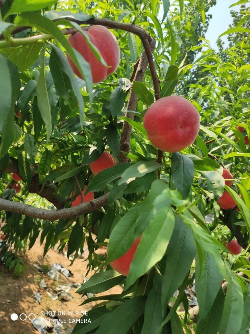 中桃九号；沙土地里桃子果色鲜量，口感脆甜