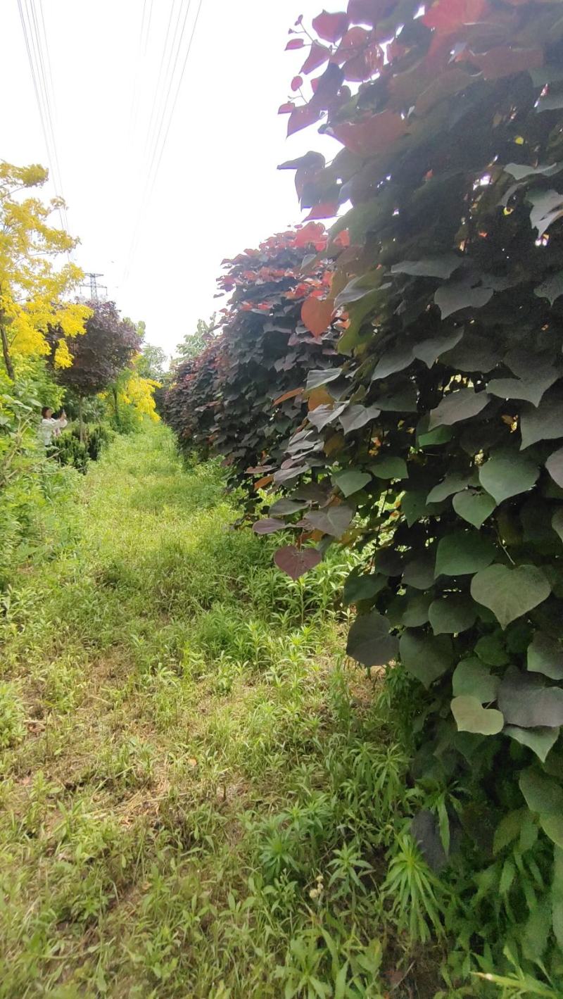 陕西基地大量供应精品欧洲红瀑布紫荆5--12公分