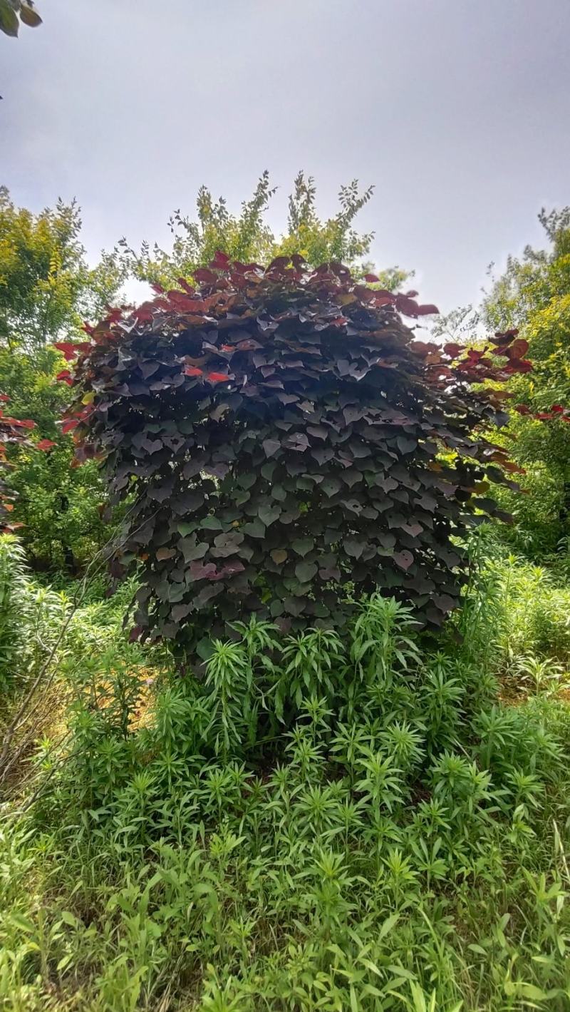 陕西基地大量供应精品欧洲红瀑布紫荆5--12公分