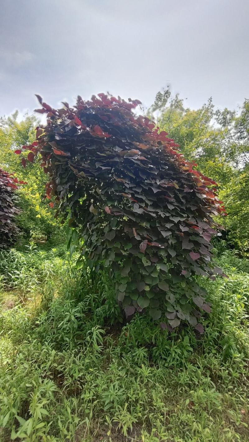陕西基地大量供应精品欧洲红瀑布紫荆5--12公分