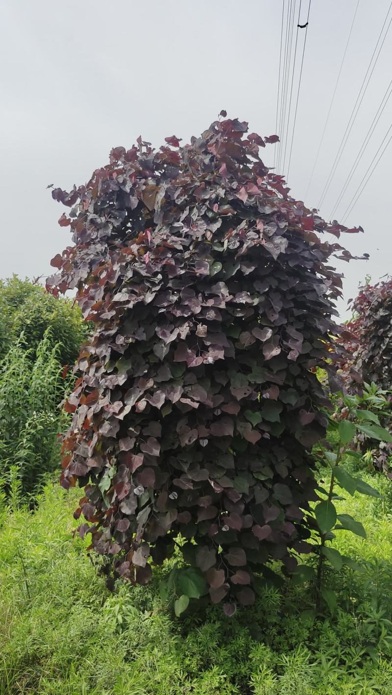 陕西基地大量供应精品欧洲红瀑布紫荆5--12公分