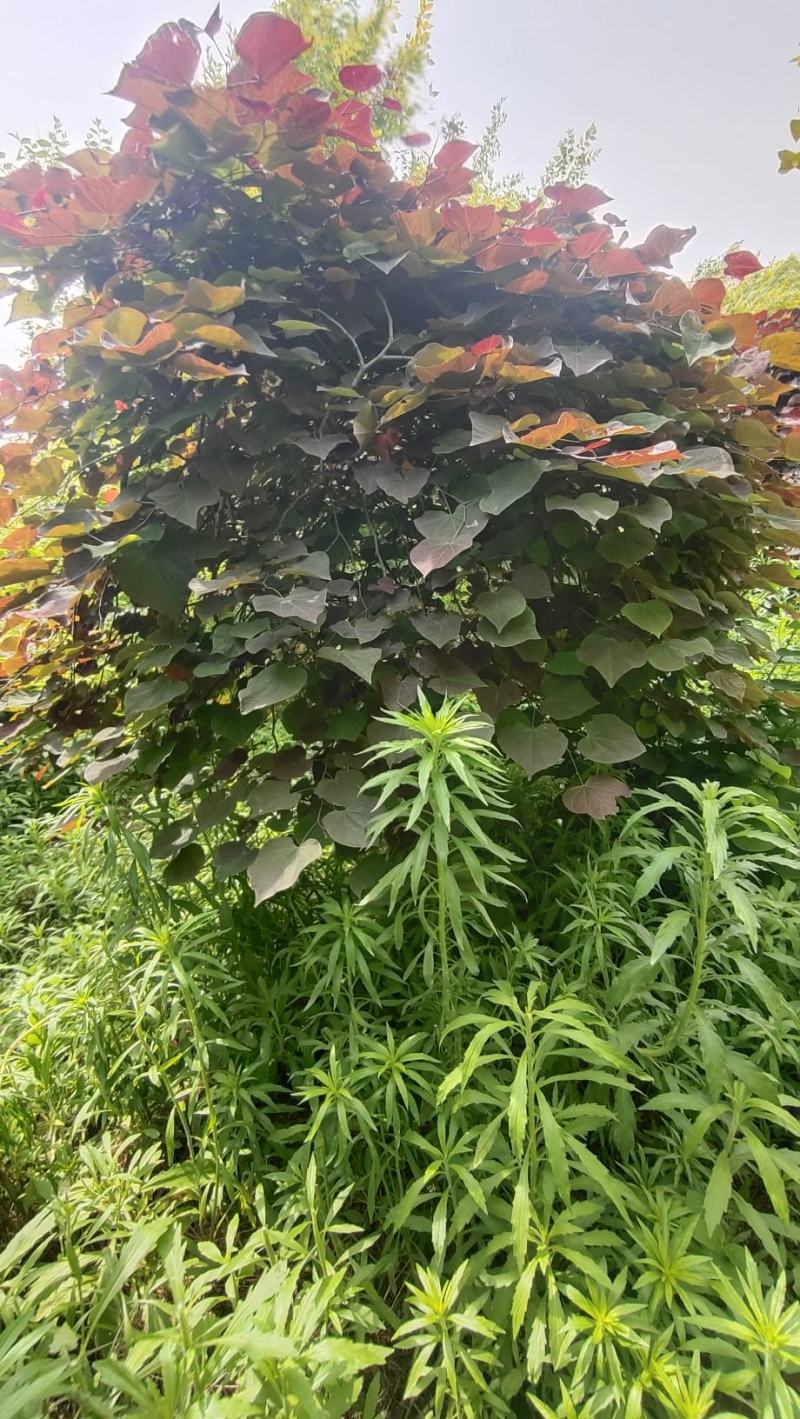 陕西基地大量供应精品欧洲红瀑布紫荆5--12公分