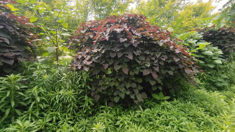 陕西基地大量供应精品欧洲红瀑布紫荆5--12公分