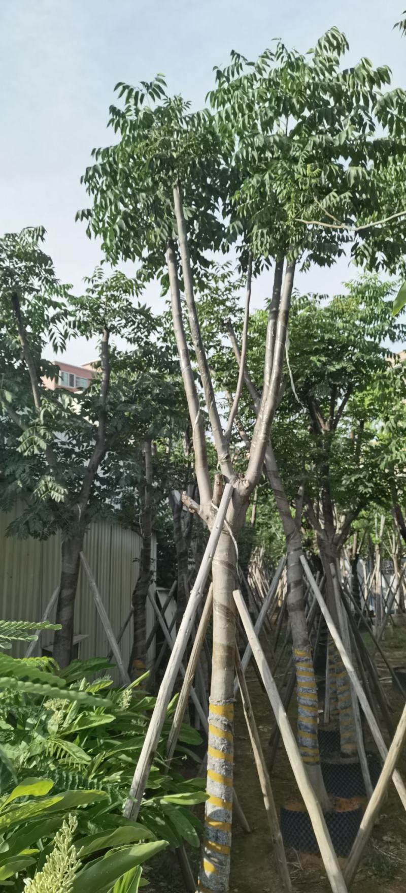 黄山栾树，国庆花，复羽叶栾树
