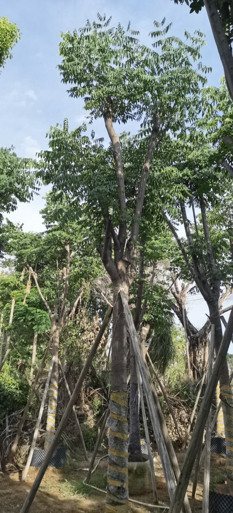 黄山栾树，国庆花，复羽叶栾树