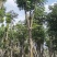黄山栾树，国庆花，复羽叶栾树