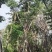 黄山栾树，国庆花，复羽叶栾树