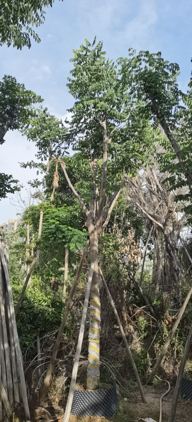 黄山栾树，国庆花，复羽叶栾树