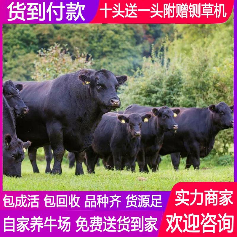 肉牛犊牛仔活牛小牛犊牛活体幼崽怀孕母牛种公牛