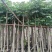 5-8-10-12-15分火焰木袋苗,广东普宁火焰木