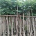 5-8-10-12-15分火焰木袋苗,广东普宁火焰木