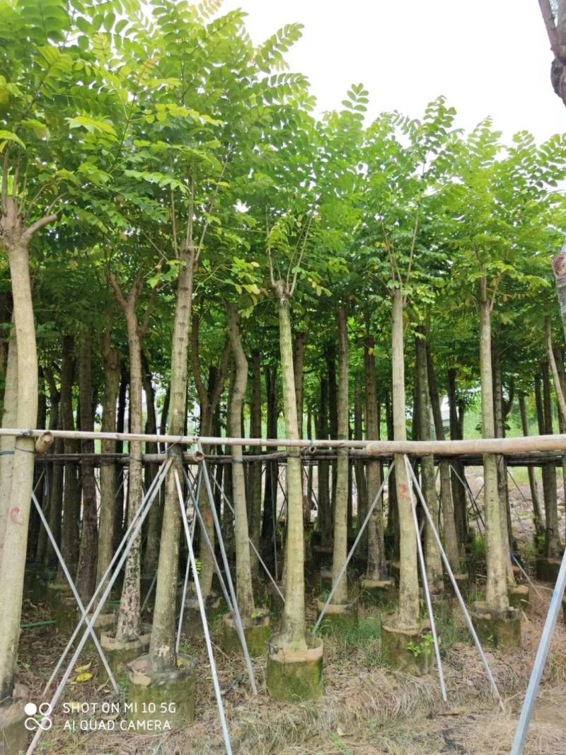 5-8-10-12-15分火焰木袋苗，广东普宁火焰木