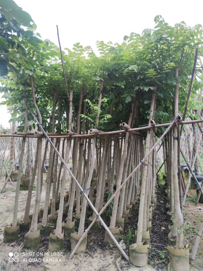 5-8-10-12-15分火焰木袋苗，广东普宁火焰木
