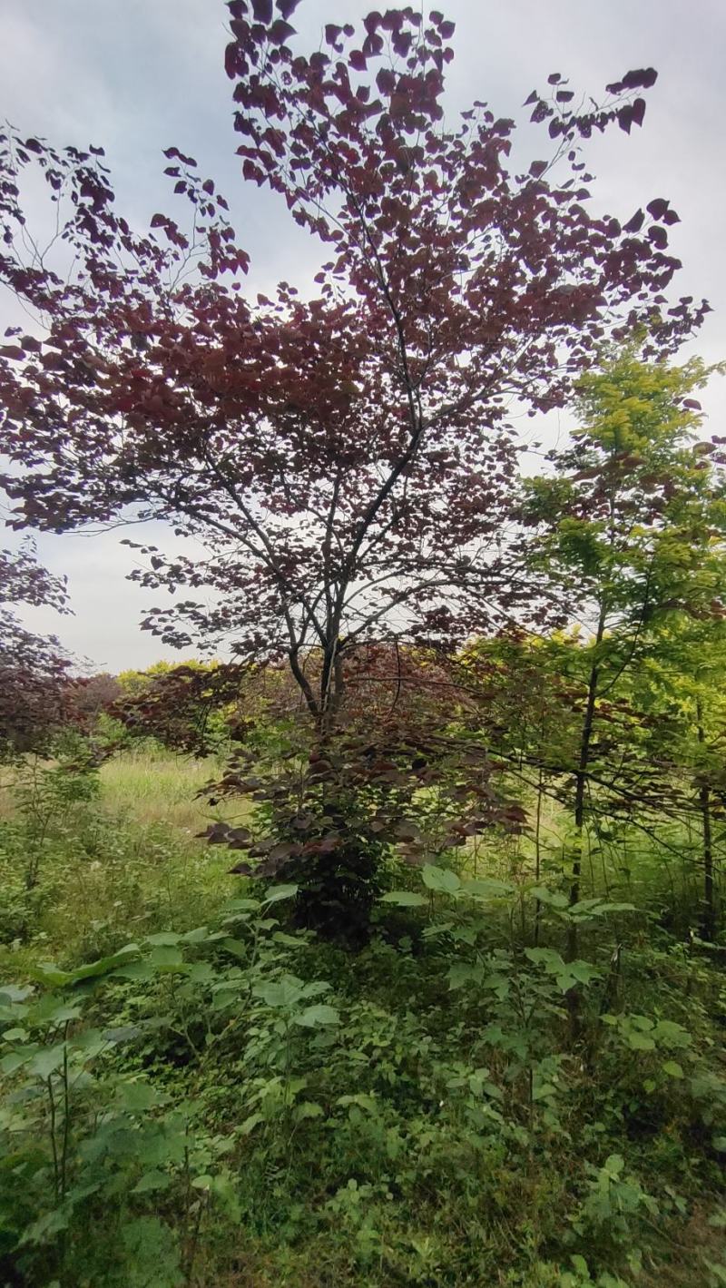 陕西基地大量供应精品欧洲紫叶紫荆5--12公分