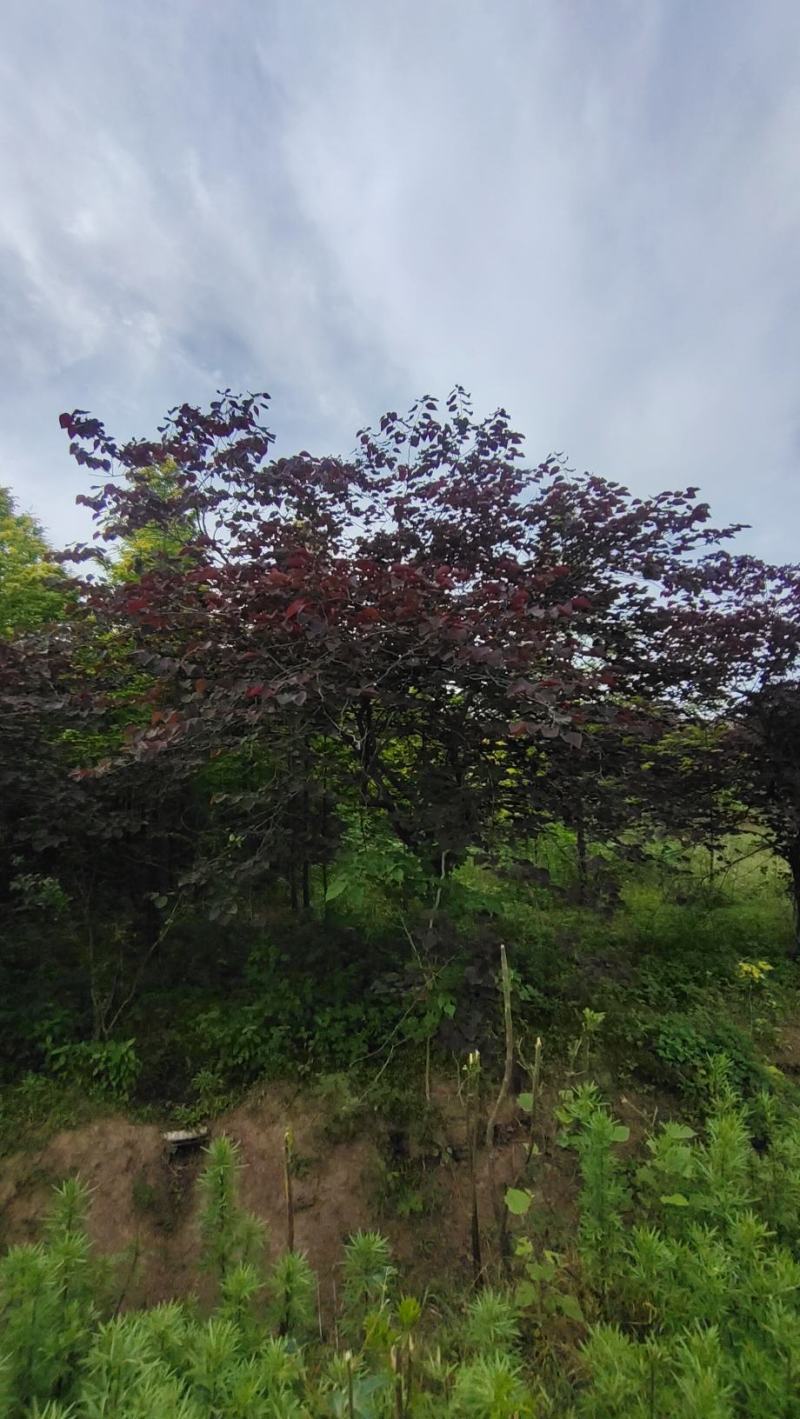 陕西基地大量供应精品欧洲紫叶紫荆5--12公分