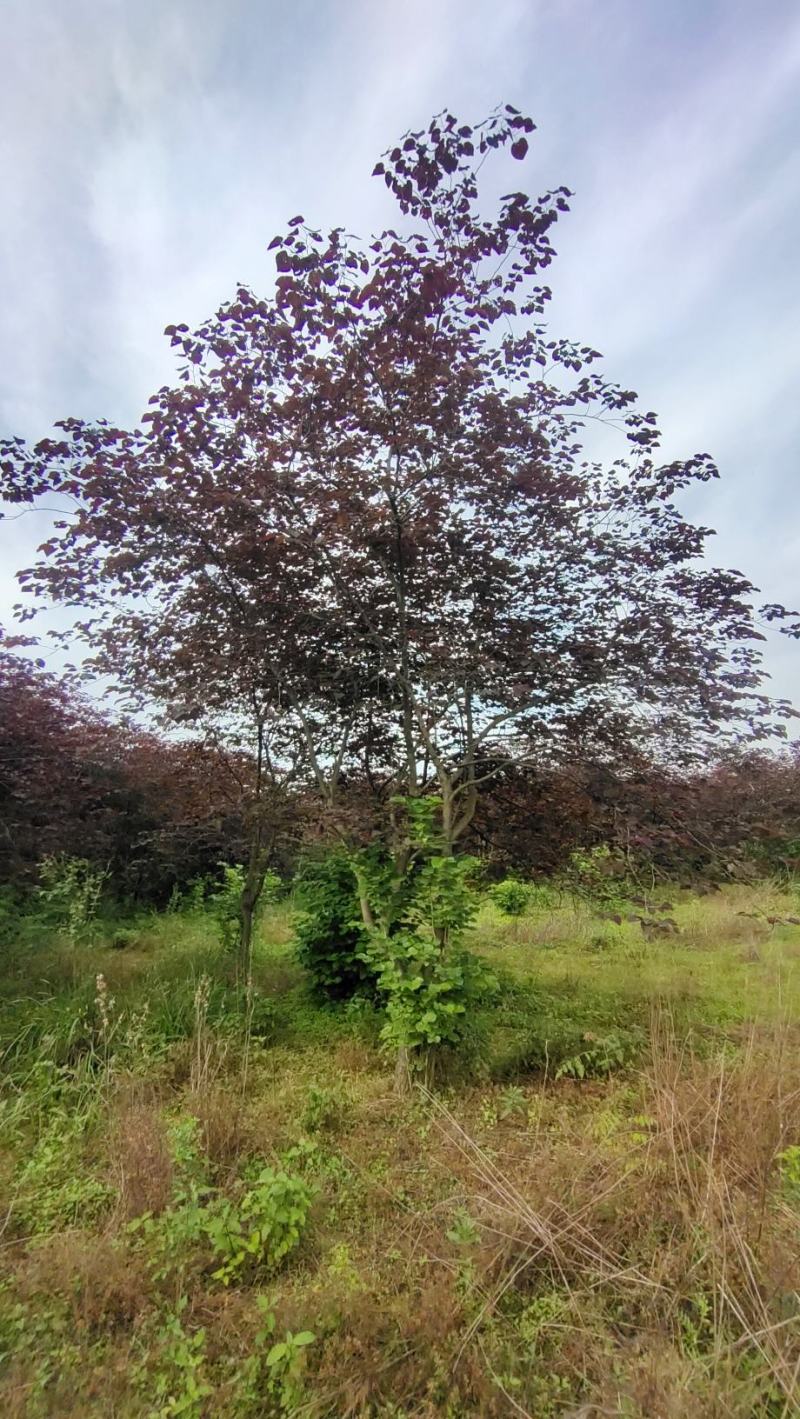 陕西基地大量供应精品欧洲紫叶紫荆5--12公分