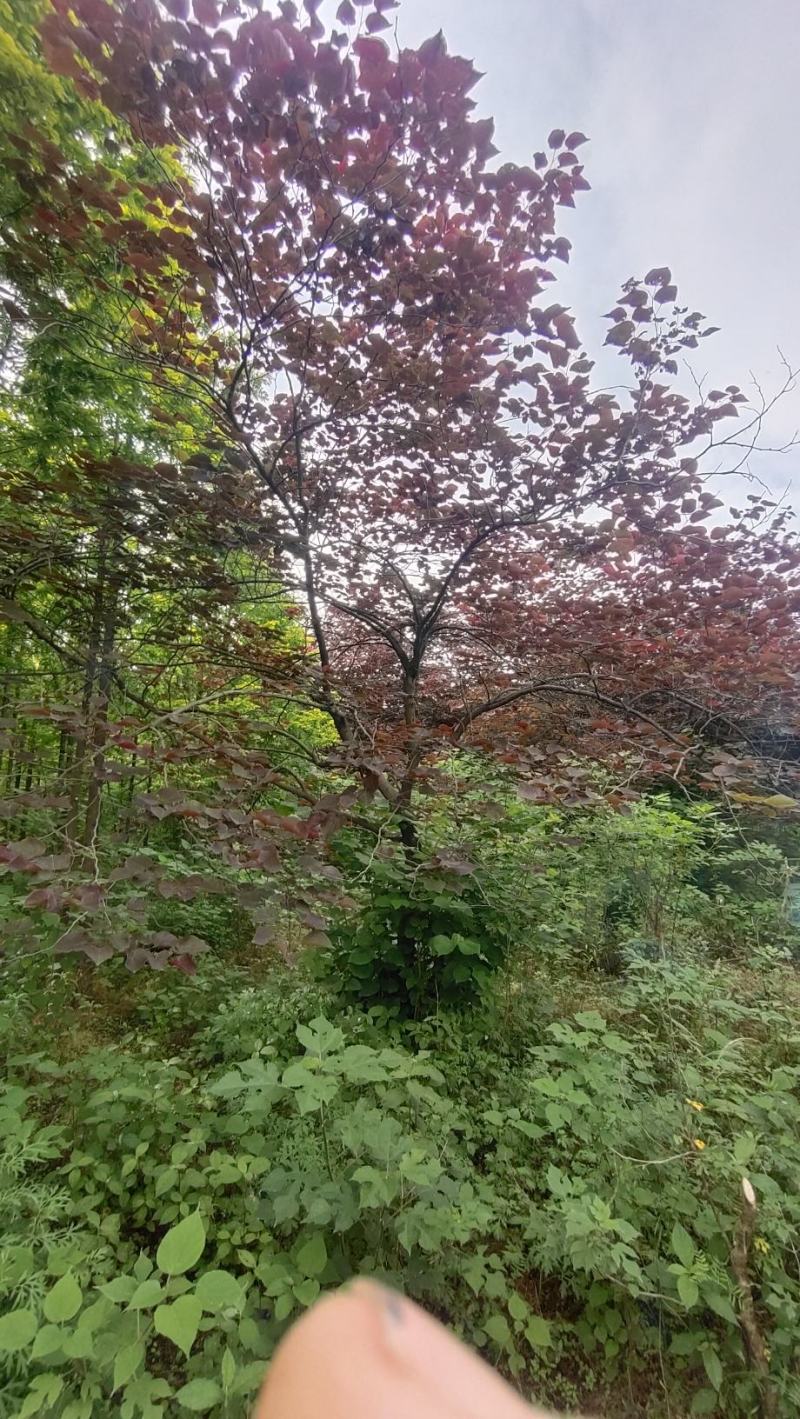 陕西基地大量供应精品欧洲紫叶紫荆5--12公分