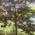 陕西基地大量供应精品欧洲紫叶紫荆5--12公分