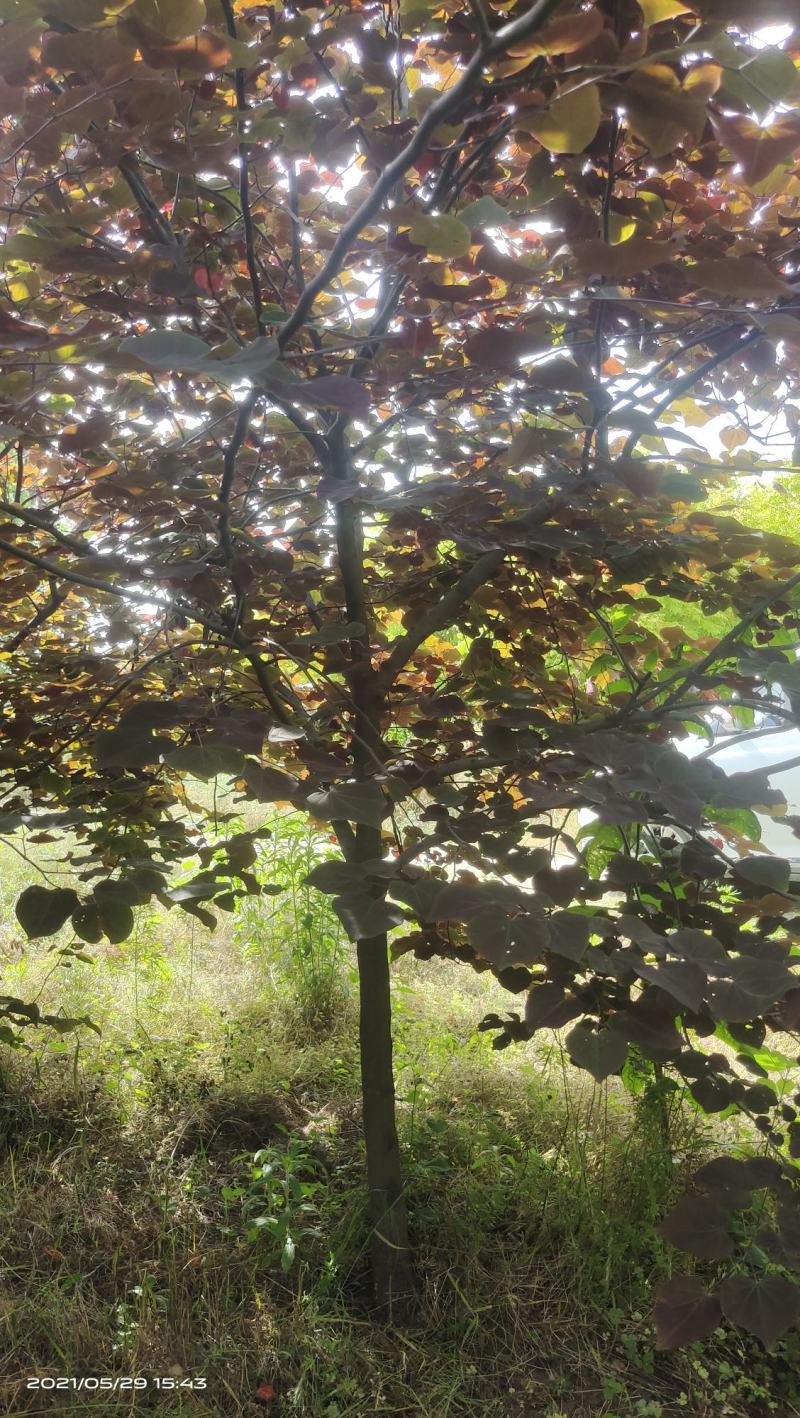 陕西基地大量供应精品欧洲紫叶紫荆5--12公分
