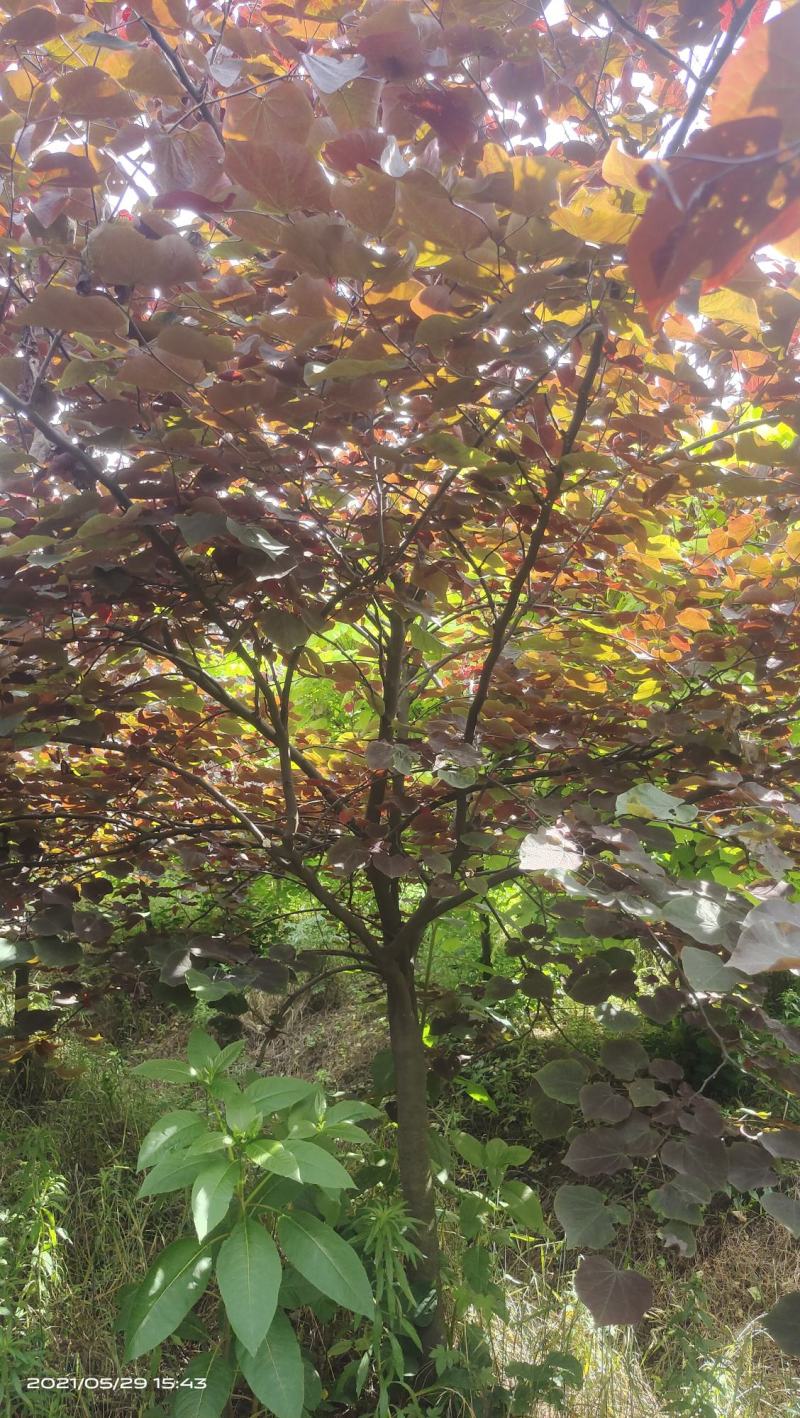 陕西基地大量供应精品欧洲紫叶紫荆5--12公分