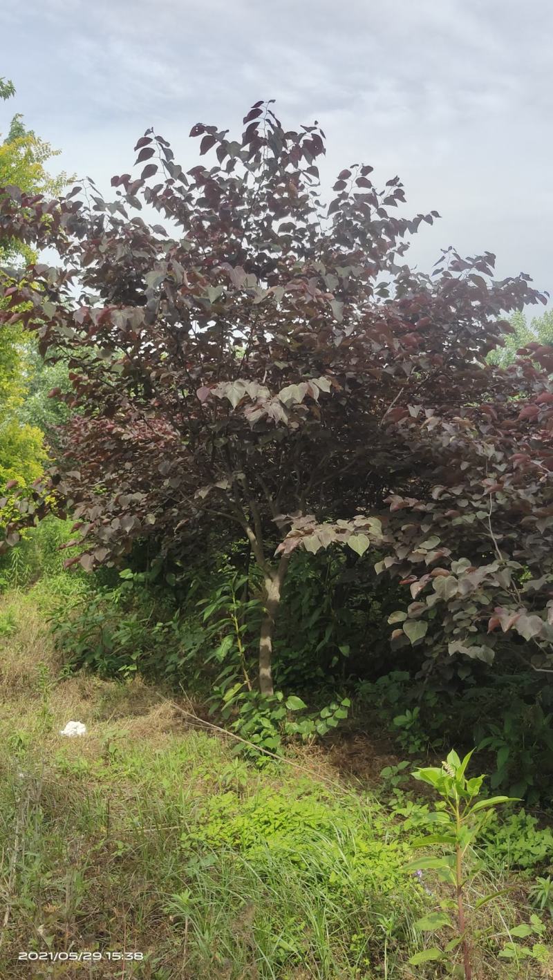 陕西基地大量供应精品欧洲紫叶紫荆5--12公分