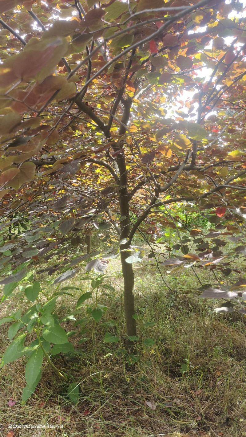 陕西基地大量供应精品欧洲紫叶紫荆5--12公分