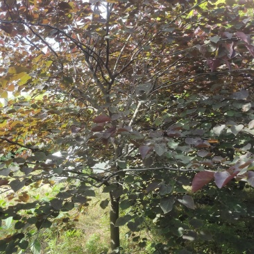 陕西基地大量供应精品欧洲紫叶紫荆5--12公分