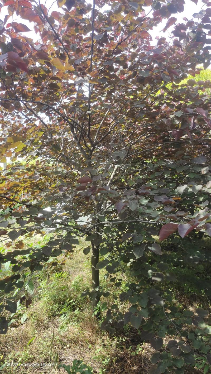 陕西基地大量供应精品欧洲紫叶紫荆5--12公分