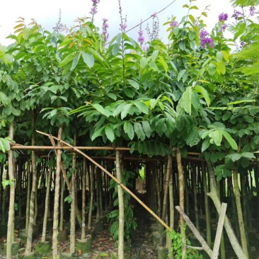 5-7-8-10-12-15分大叶紫薇袋苗,广东大叶紫薇