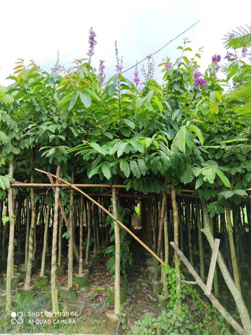 5-7-8-10-12-15分大叶紫薇袋苗，广东大叶紫薇