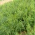 芦笋苗特效高产芦笋种苗，基地直销绿白芦笋根苗