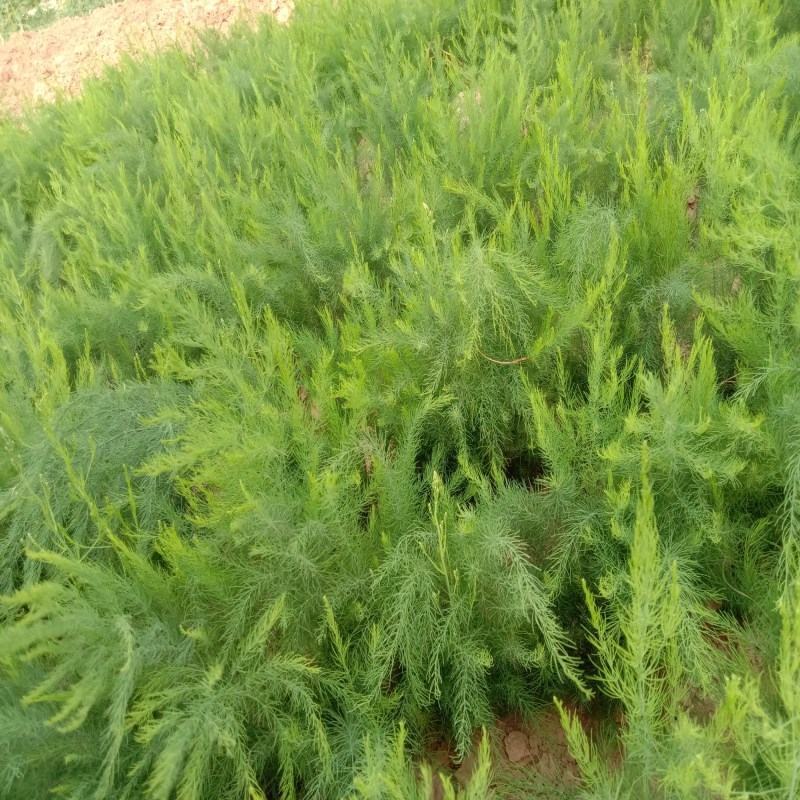 芦笋苗特效高产芦笋种苗，基地直销绿白芦笋根苗