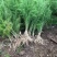 芦笋苗特效高产芦笋种苗，基地直销绿白芦笋根苗