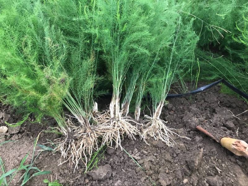芦笋苗特效高产芦笋种苗，基地直销绿白芦笋根苗