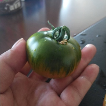 雄蜂授粉铁皮草莓西红柿北京通州产地直供可长年合作欢迎考察