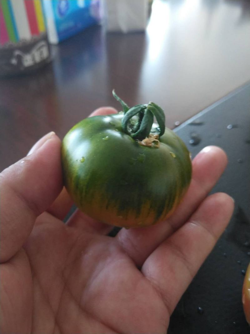 雄蜂授粉铁皮草莓西红柿北京通州产地直供可长年合作欢迎考察