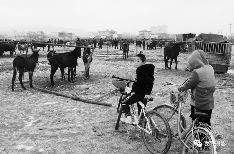 西北陇南市毛驴交易市场在哪里？甘肃牛马代办