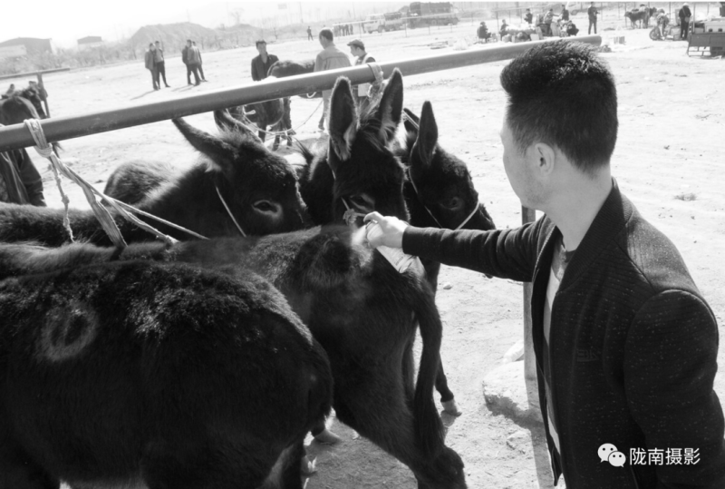 西北陇南市毛驴交易市场在哪里？甘肃牛马代办