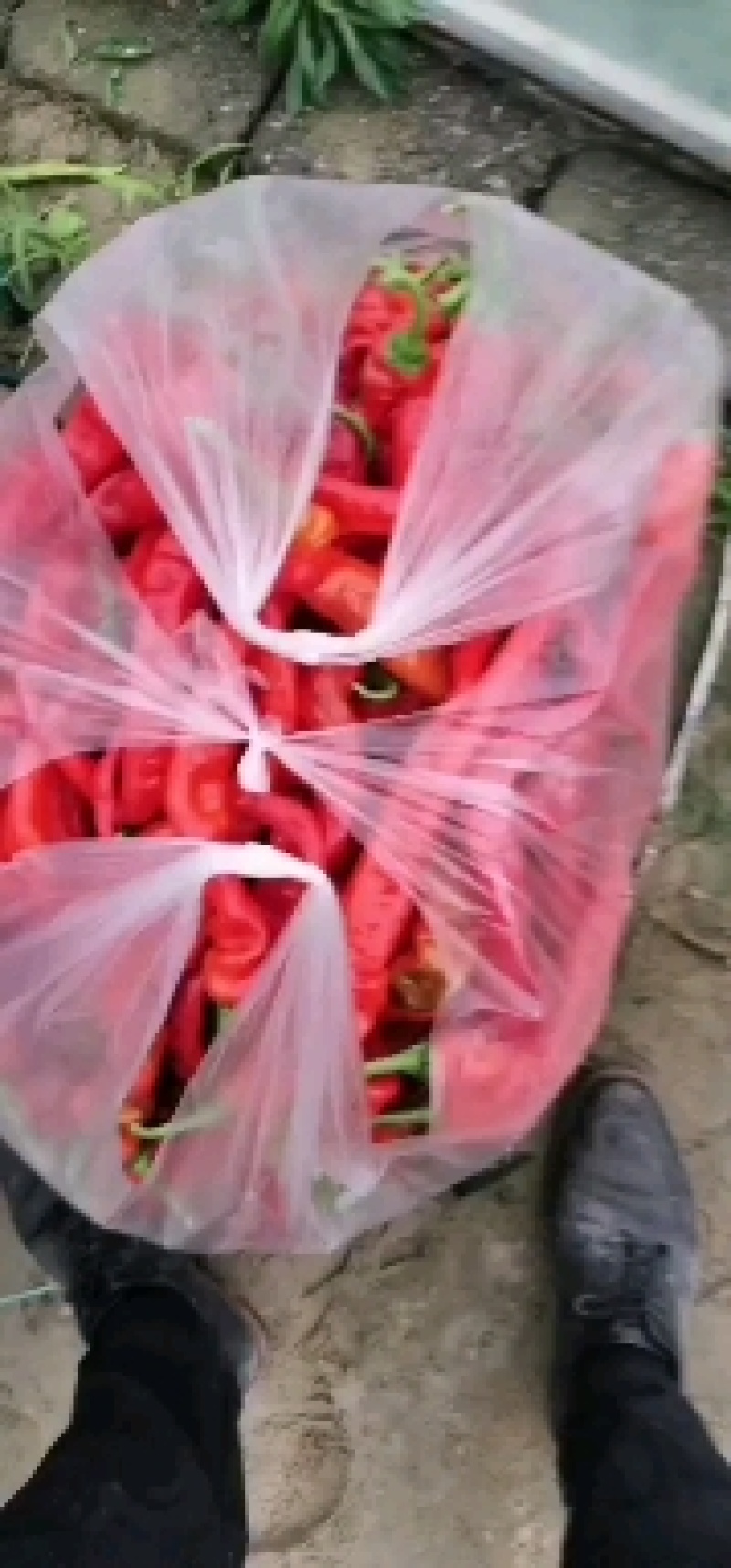 螺丝椒全红精品，量不多。
