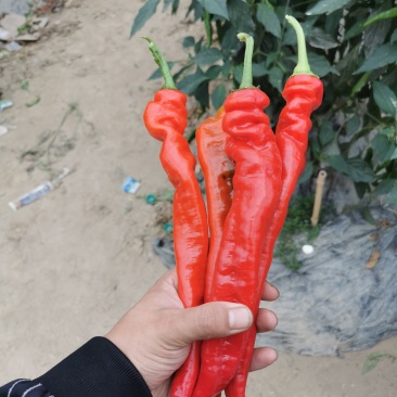 螺丝椒全红精品，量不多。