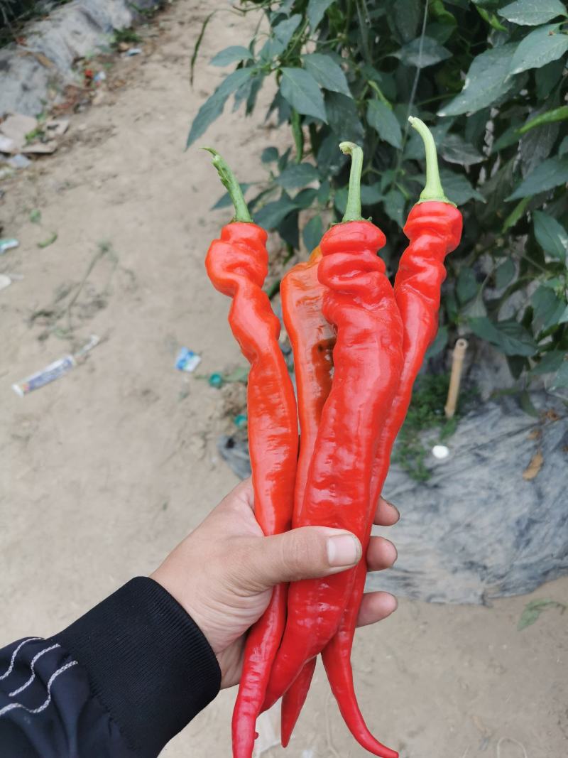 螺丝椒全红精品，量不多。