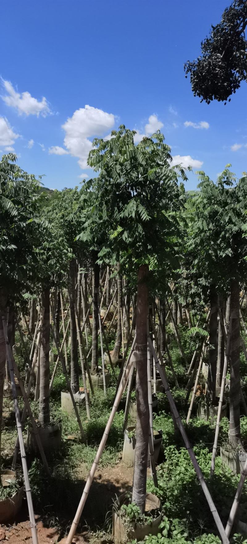 黄山栾树，国庆花，复羽叶栾树