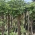 黄山栾树，国庆花，复羽叶栾树
