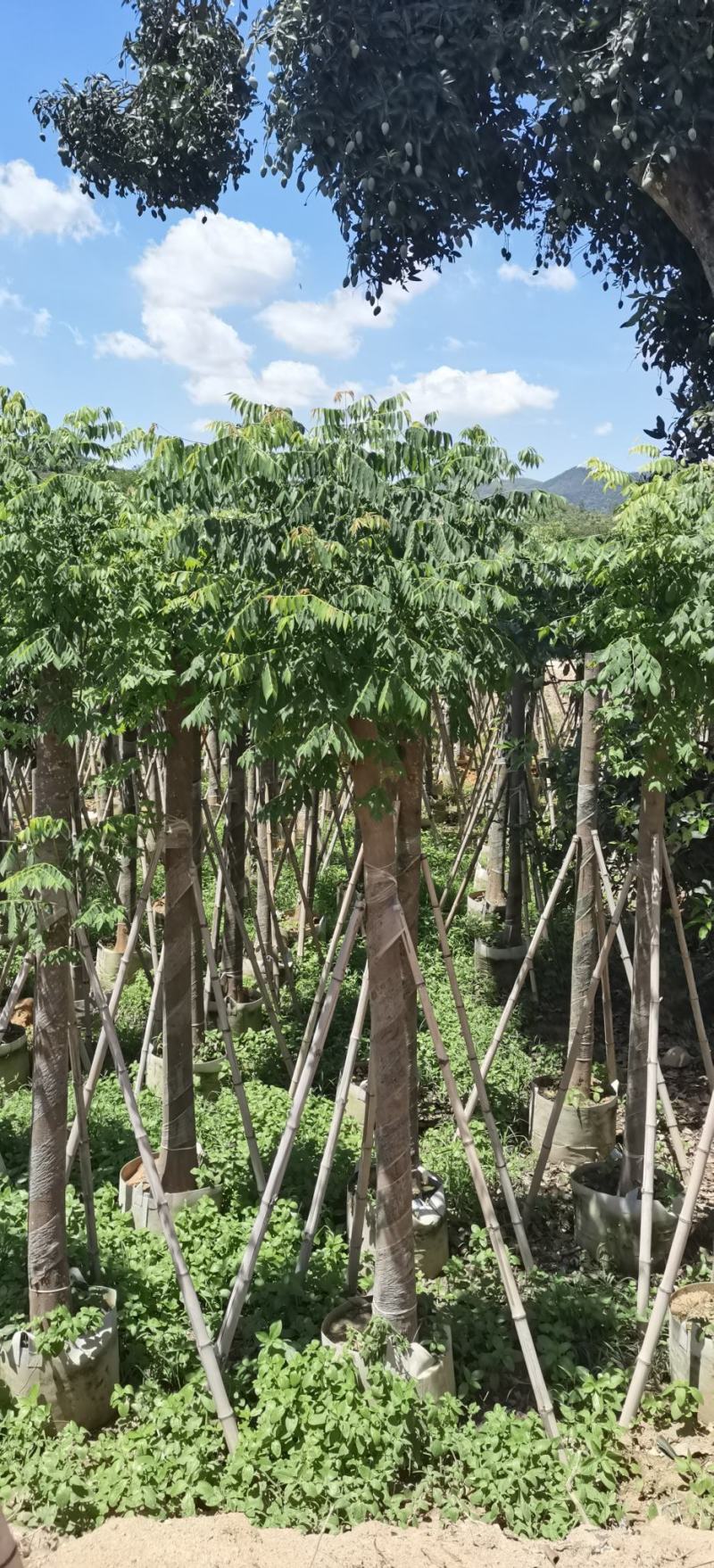 黄山栾树，国庆花，复羽叶栾树